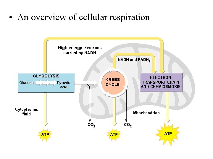  • An overview of cellular respiration High-energy electrons carried by NADH GLYCOLYSIS Glucose