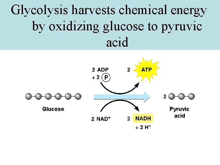 Glycolysis harvests chemical energy by oxidizing glucose to pyruvic acid Glucose Pyruvic acid 