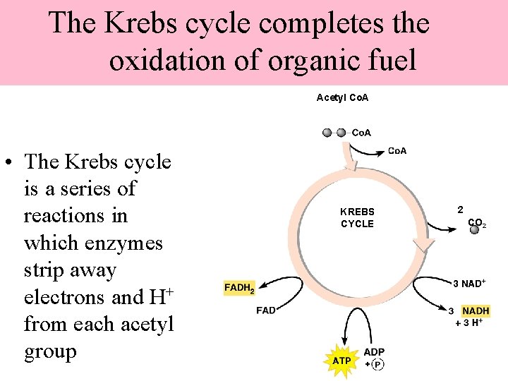 The Krebs cycle completes the oxidation of organic fuel Acetyl Co. A • The