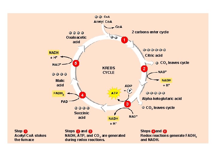 2 carbons enter cycle Oxaloacetic acid 1 Citric acid CO 2 leaves cycle 5