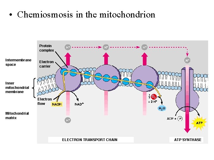  • Chemiosmosis in the mitochondrion Protein complex Intermembrane space Electron carrier Inner mitochondrial