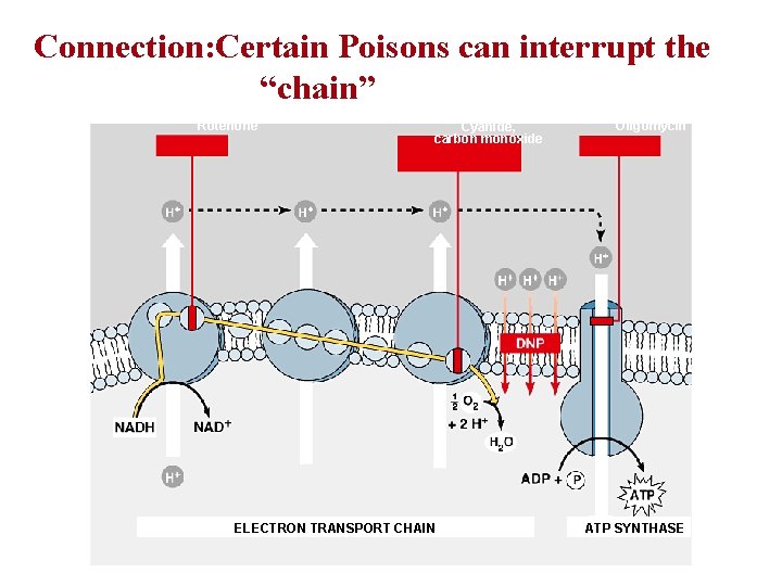 Connection: Certain Poisons can interrupt the “chain” Rotenone Cyanide, carbon monoxide ELECTRON TRANSPORT CHAIN