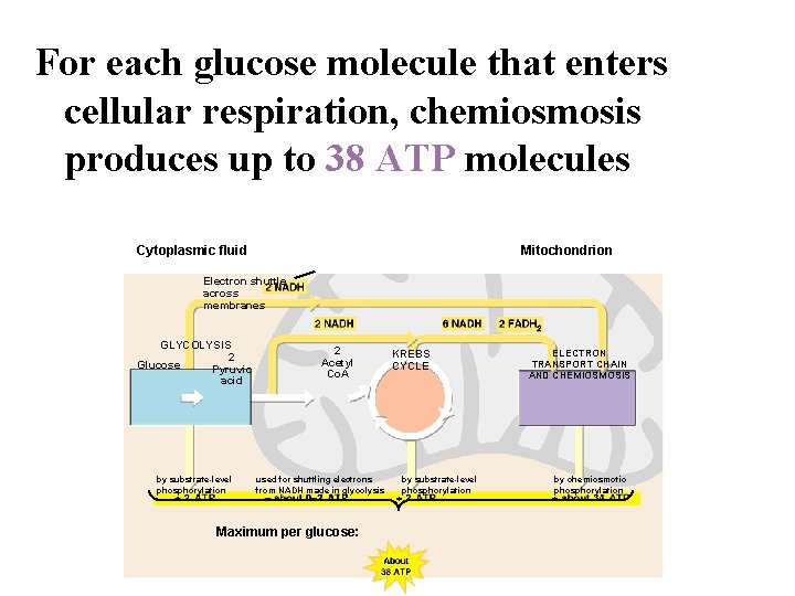For each glucose molecule that enters cellular respiration, chemiosmosis produces up to 38 ATP