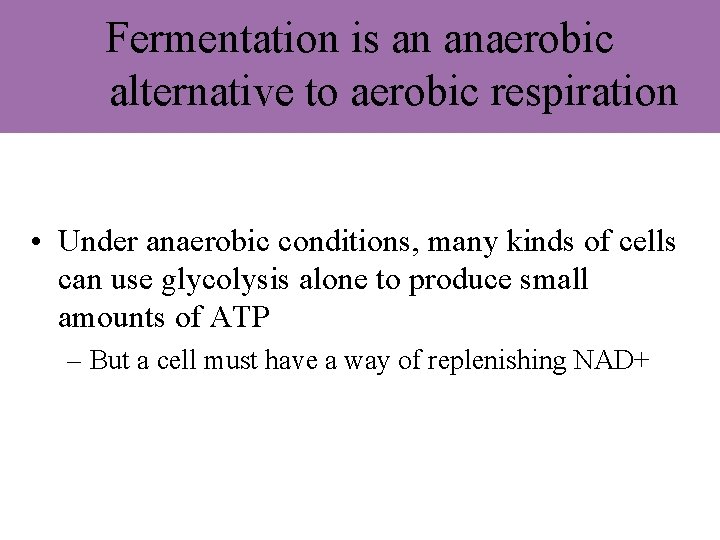 Fermentation is an anaerobic alternative to aerobic respiration • Under anaerobic conditions, many kinds