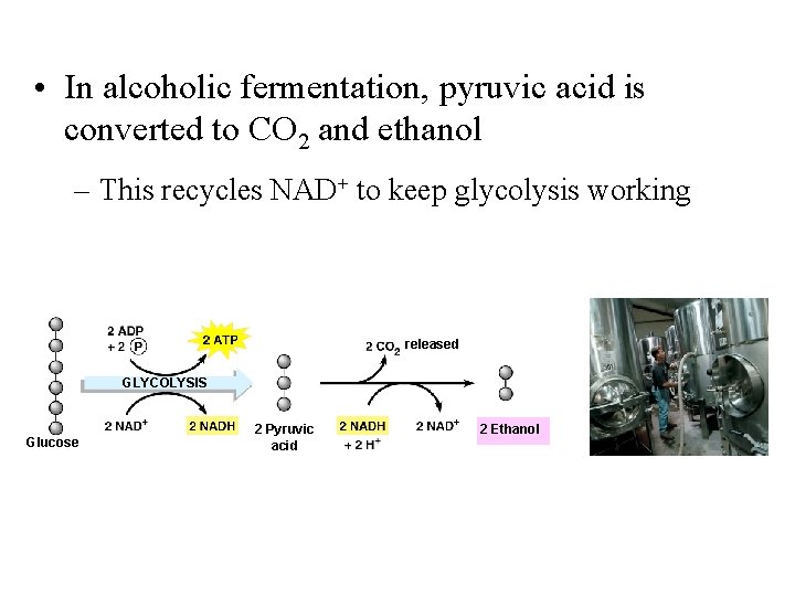  • In alcoholic fermentation, pyruvic acid is converted to CO 2 and ethanol