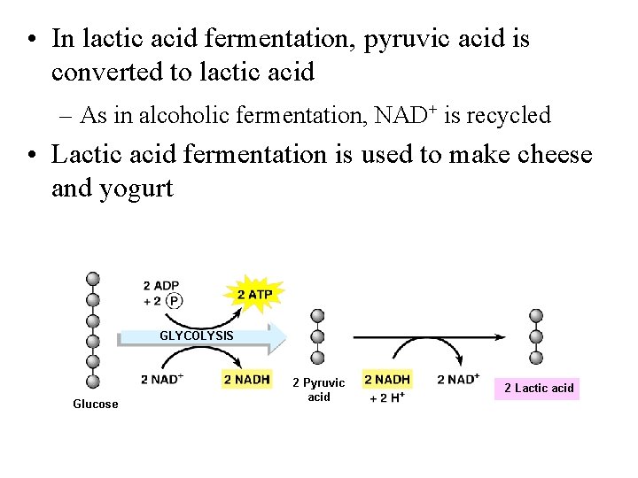  • In lactic acid fermentation, pyruvic acid is converted to lactic acid –