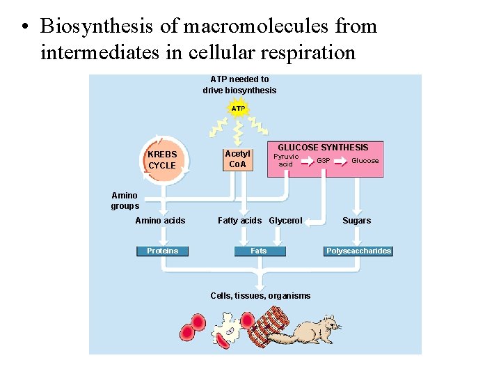  • Biosynthesis of macromolecules from intermediates in cellular respiration ATP needed to drive