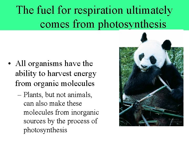 The fuel for respiration ultimately comes from photosynthesis • All organisms have the ability