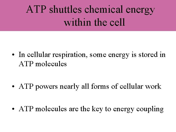 ATP shuttles chemical energy within the cell • In cellular respiration, some energy is