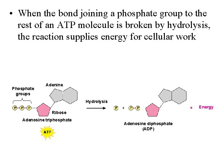  • When the bond joining a phosphate group to the rest of an
