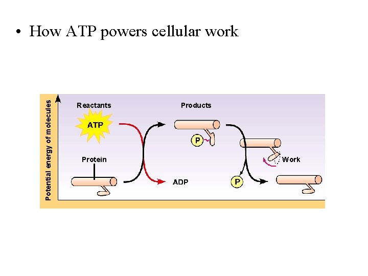 Potential energy of molecules • How ATP powers cellular work Reactants Protein Products Work
