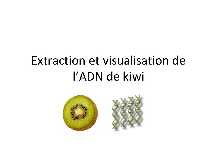 Extraction et visualisation de l’ADN de kiwi 