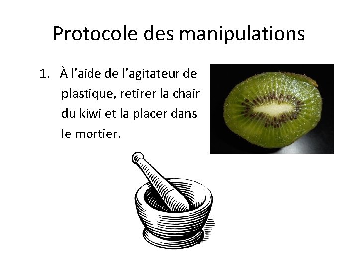 Protocole des manipulations 1. À l’aide de l’agitateur de plastique, retirer la chair du