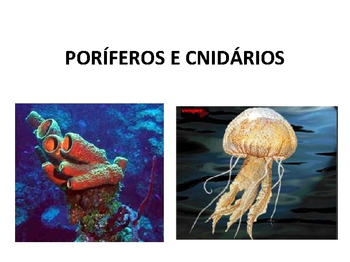 PORÍFEROS E CNIDÁRIOS 