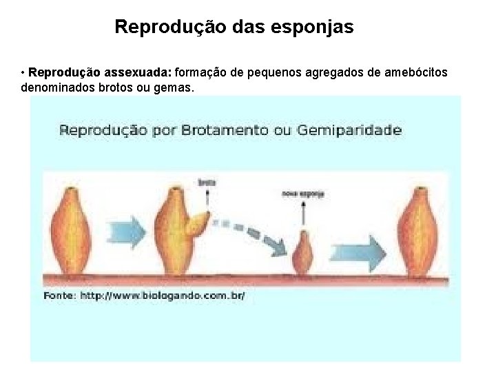 Reprodução das esponjas • Reprodução assexuada: formação de pequenos agregados de amebócitos denominados brotos