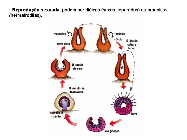  • Reprodução sexuada: podem ser dióicas (sexos separados) ou monóicas (hermafroditas). 