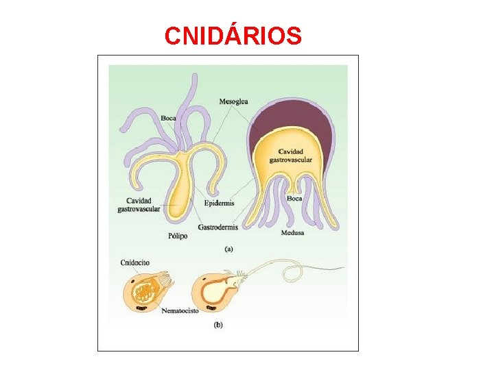 CNIDÁRIOS 