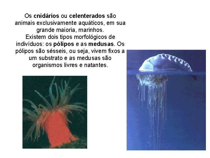 Os cnidários ou celenterados são animais exclusivamente aquáticos, em sua grande maioria, marinhos. Existem