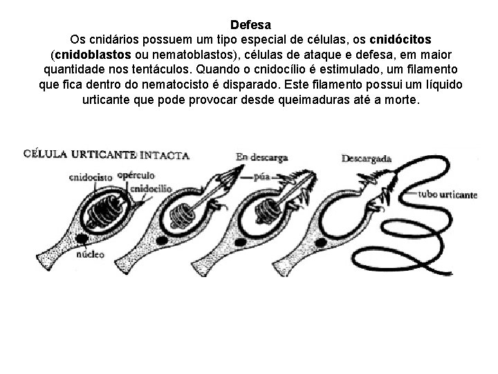 Defesa Os cnidários possuem um tipo especial de células, os cnidócitos (cnidoblastos ou nematoblastos),