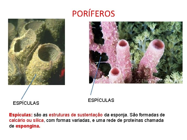 PORÍFEROS ESPÍCULAS Espículas: são as estruturas de sustentação da esponja. São formadas de calcário