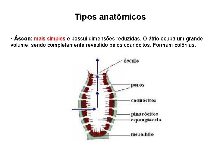Tipos anatômicos • Áscon: mais simples e possui dimensões reduzidas. O átrio ocupa um