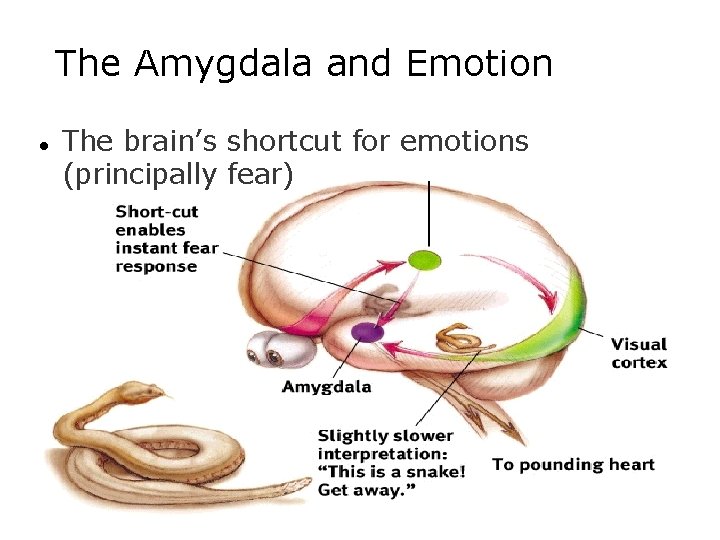 The Amygdala and Emotion l The brain’s shortcut for emotions (principally fear) © Kip The Amygdala and Emotion l The brain’s shortcut for emotions (principally fear) © Kip
