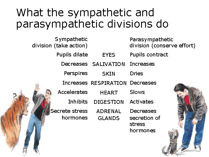 What the sympathetic and parasympathetic divisions do Sympathetic division (take action) Pupils dilate Parasympathetic What the sympathetic and parasympathetic divisions do Sympathetic division (take action) Pupils dilate Parasympathetic