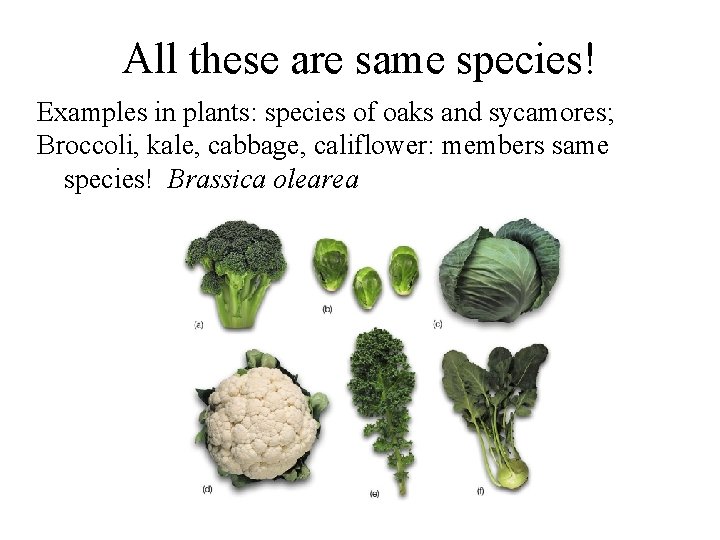 All these are same species! Examples in plants: species of oaks and sycamores; Broccoli,