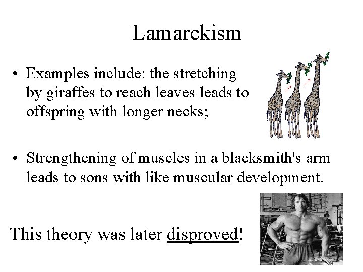 Lamarckism • Examples include: the stretching by giraffes to reach leaves leads to offspring