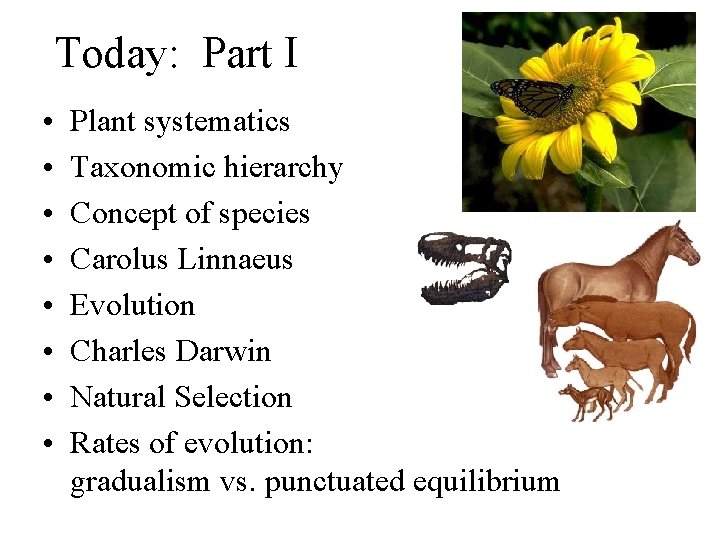 Today: Part I • • Plant systematics Taxonomic hierarchy Concept of species Carolus Linnaeus