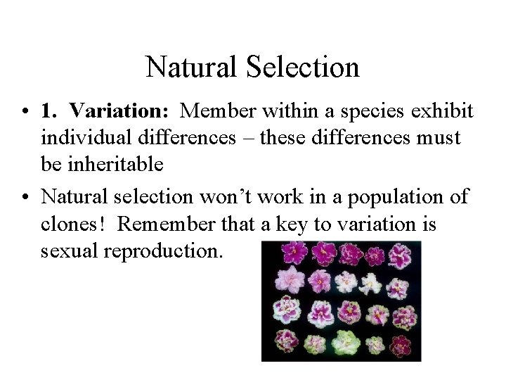 Natural Selection • 1. Variation: Member within a species exhibit individual differences – these