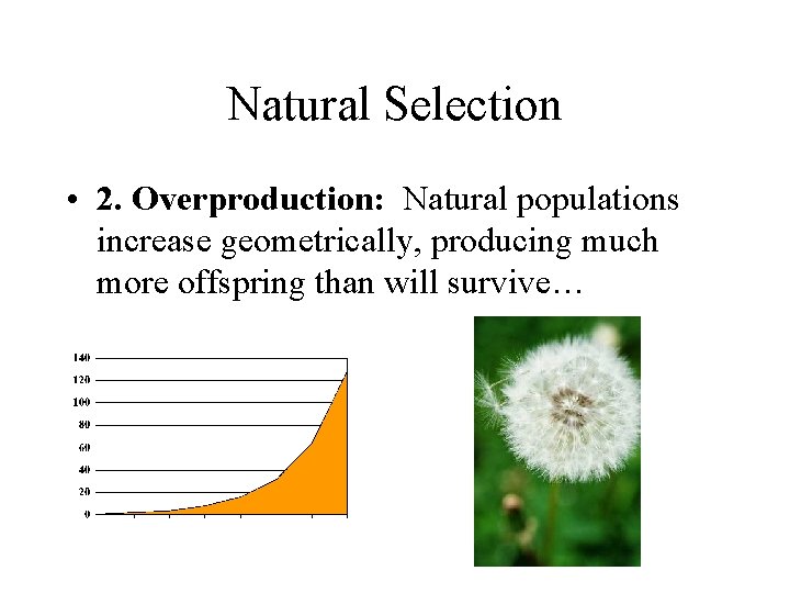 Natural Selection • 2. Overproduction: Natural populations increase geometrically, producing much more offspring than