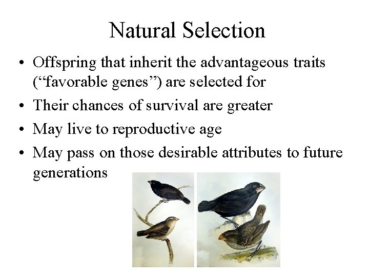 Natural Selection • Offspring that inherit the advantageous traits (“favorable genes”) are selected for