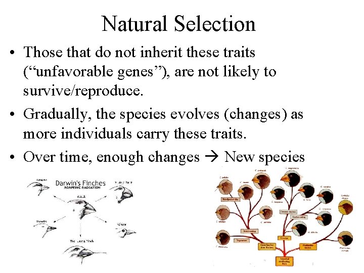 Natural Selection • Those that do not inherit these traits (“unfavorable genes”), are not