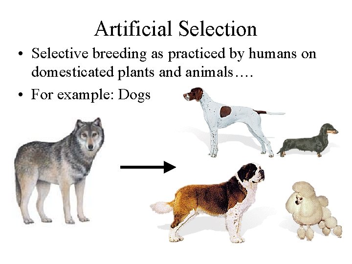 Artificial Selection • Selective breeding as practiced by humans on domesticated plants and animals….