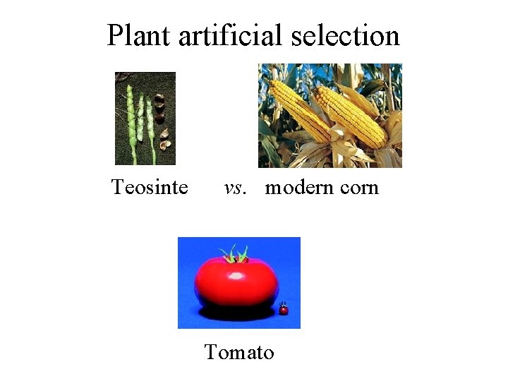Plant artificial selection Teosinte vs. modern corn Tomato 