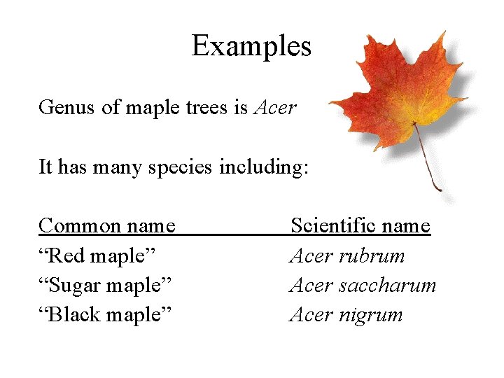 Examples Genus of maple trees is Acer It has many species including: Common name