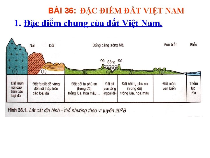 BÀI 36: ĐẶC ĐIỂM ĐẤT VIỆT NAM 1. Đặc điểm chung của đất Việt