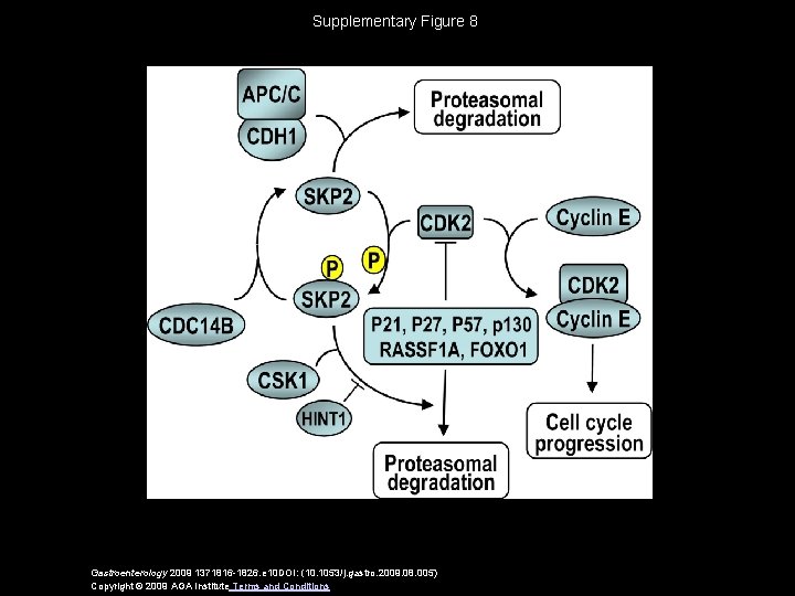 Supplementary Figure 8 Gastroenterology 2009 1371816 -1826. e 10 DOI: (10. 1053/j. gastro. 2009.