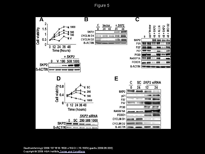 Figure 5 Gastroenterology 2009 1371816 -1826. e 10 DOI: (10. 1053/j. gastro. 2009. 08.