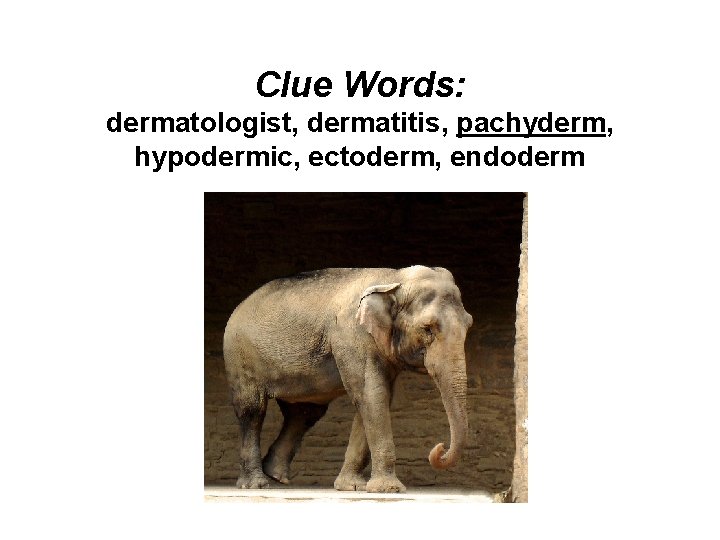 Clue Words: dermatologist, dermatitis, pachyderm, hypodermic, ectoderm, endoderm 