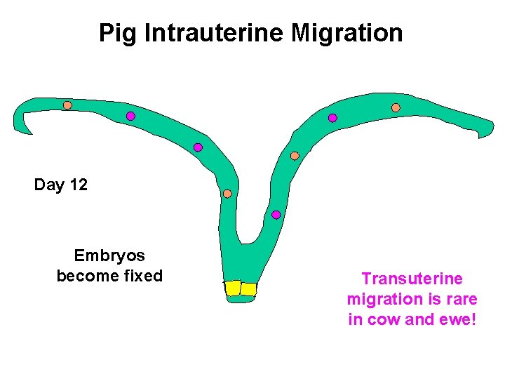 Pig Intrauterine Migration Day 12 Embryos become fixed Transuterine migration is rare in cow