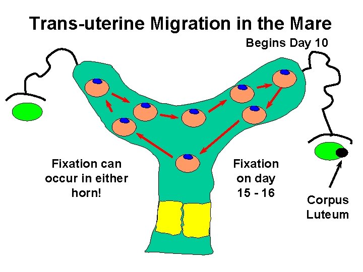 Trans-uterine Migration in the Mare Begins Day 10 Fixation can occur in either horn!