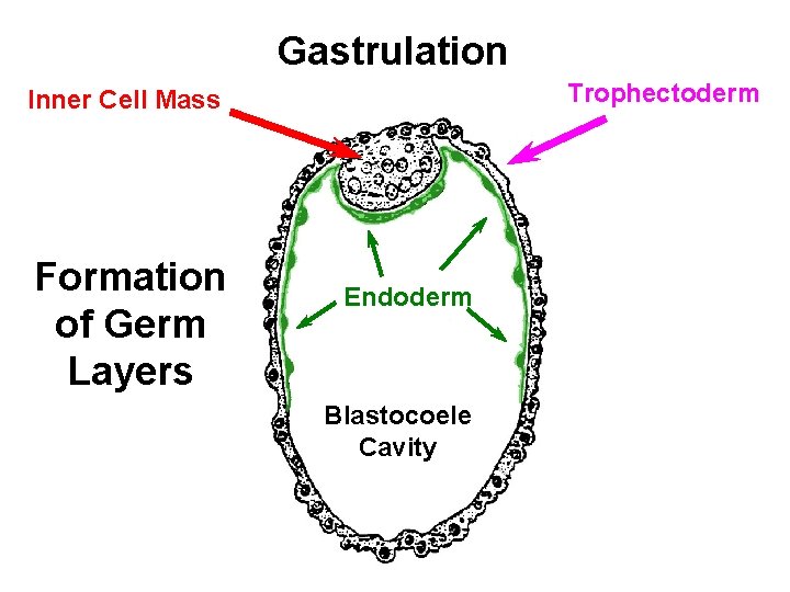 Gastrulation Trophectoderm Inner Cell Mass Formation of Germ Layers Endoderm Blastocoele Cavity 