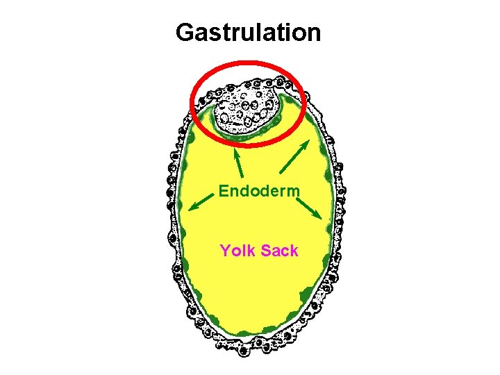 Gastrulation Endoderm Yolk Sack 