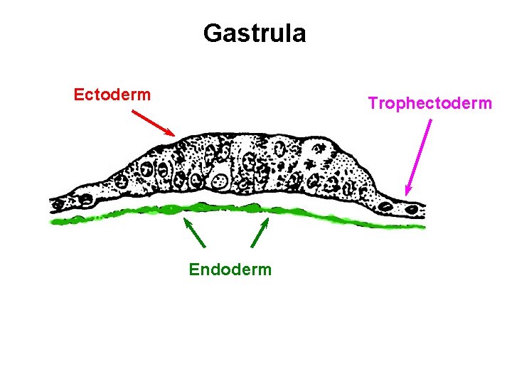 Gastrula Ectoderm Trophectoderm Endoderm 