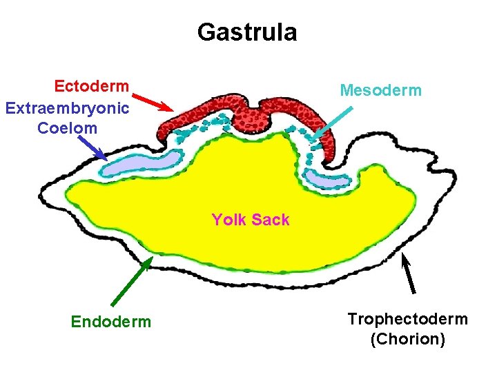 Gastrula Ectoderm Extraembryonic Coelom Mesoderm Yolk Sack Endoderm Trophectoderm (Chorion) 