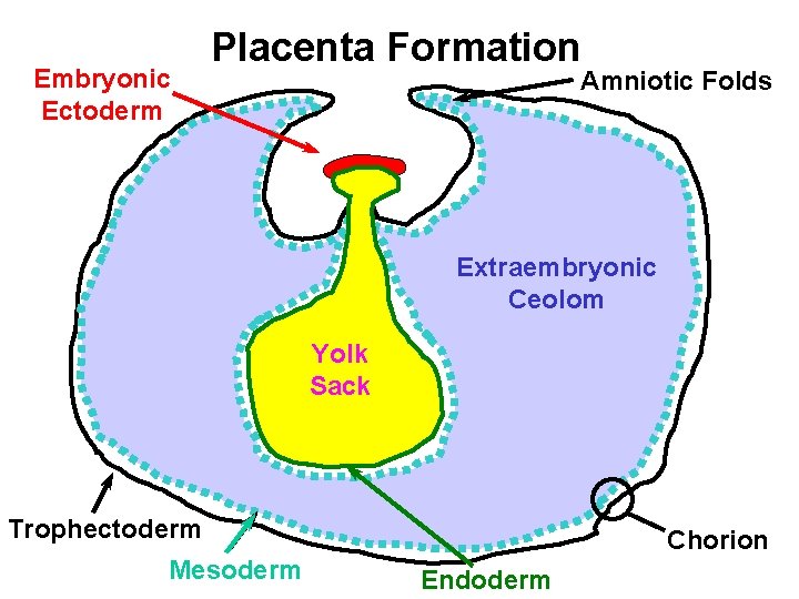 Embryonic Ectoderm Placenta Formation Amniotic Folds Extraembryonic Ceolom Yolk Sack Trophectoderm Mesoderm Chorion Endoderm