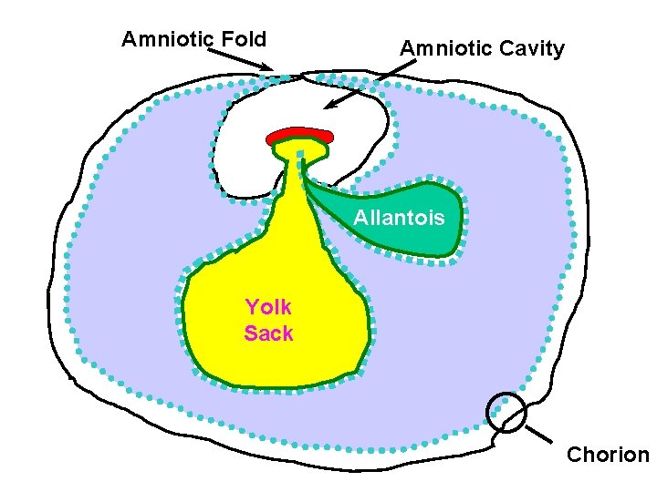 Amniotic Fold Amniotic Cavity Allantois Yolk Sack Extraembryonic Ceolom Chorion 