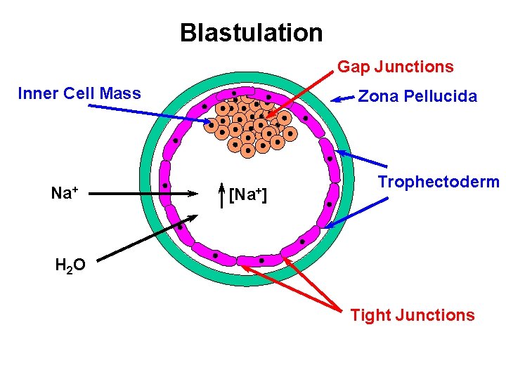 Blastulation Gap Junctions Inner Cell Mass Na+ Zona Pellucida [Na+] Trophectoderm H 2 O